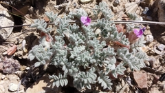 Astragalus anserinus