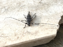 Acanthocinus obliquus