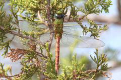 Anax longipes