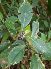 Palicourea axillaris