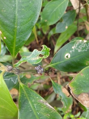 Palicourea axillaris