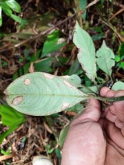 Palicourea axillaris