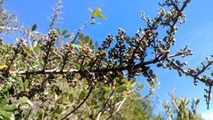 Ceanothus cuneatus ramulosus