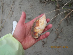 Alcithoe arabica