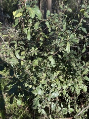Pittosporum crassifolium