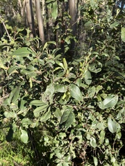 Pittosporum crassifolium