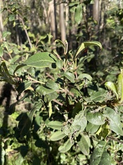 Pittosporum crassifolium