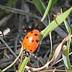 Hippodamia convergens