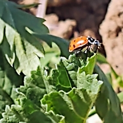 Hippodamia convergens
