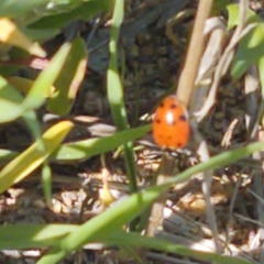 Hippodamia convergens