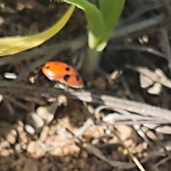 Hippodamia convergens