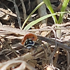Hippodamia convergens