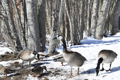 Anser anser × Branta canadensis