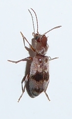Notoxus calcaratus