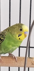 Melopsittacus