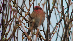 Haemorhous purpureus californicus