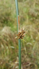 Juncus breweri