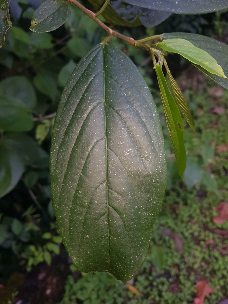 Colubrina spinosa