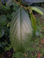 Image of Colubrina spinosa