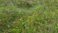 Juncus breweri