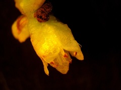 Cuscuta gronovii gronovii