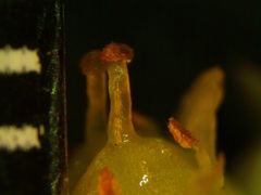 Cuscuta gronovii gronovii