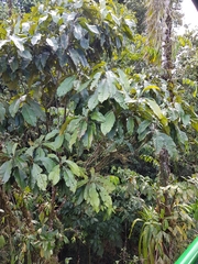 Pouteria calistophylla image