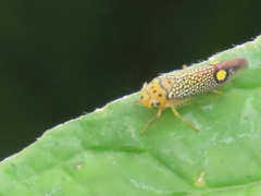 Parathona gratiosa