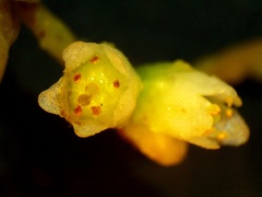 Cuscuta gronovii gronovii