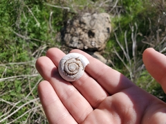 Glyptostoma newberryanum