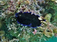 Pseudoceros caeruleocinctus