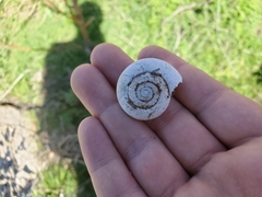 Glyptostoma newberryanum