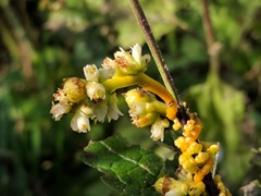 Cuscuta gronovii gronovii