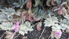 Astragalus anserinus