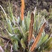 Elaphoglossum engelii - Photo no hay derechos reservados, subido por Andrew J. Crawford