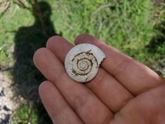 Glyptostoma newberryanum