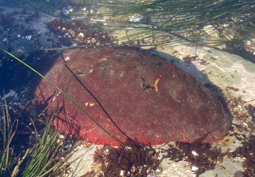 ukws' - giant Pacific chiton