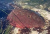 Gumboot Chiton - Photo (c) Steven Calcote, some rights reserved (CC BY-NC), uploaded by Steven Calcote