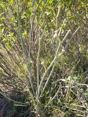 Asclepias subulata