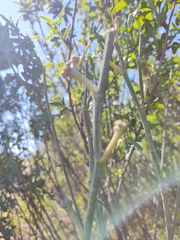 Asclepias subulata