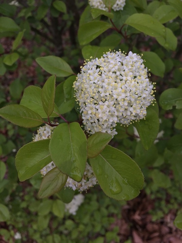 blackhaw (Viburnum prunifolium)