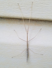 Parabacillus coloradus