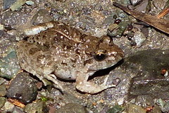 Dubois' Frog photo 3