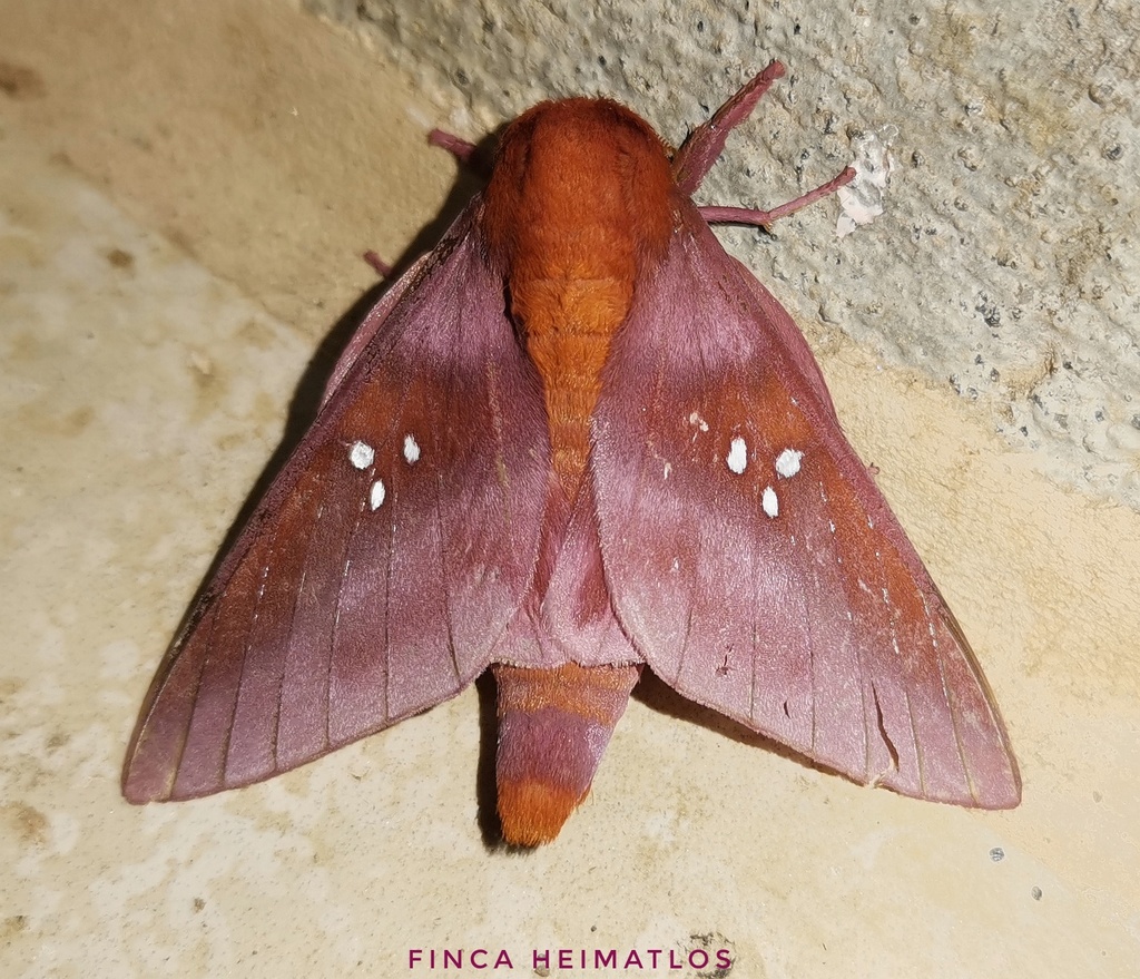 Adelowalkeria kitchingi