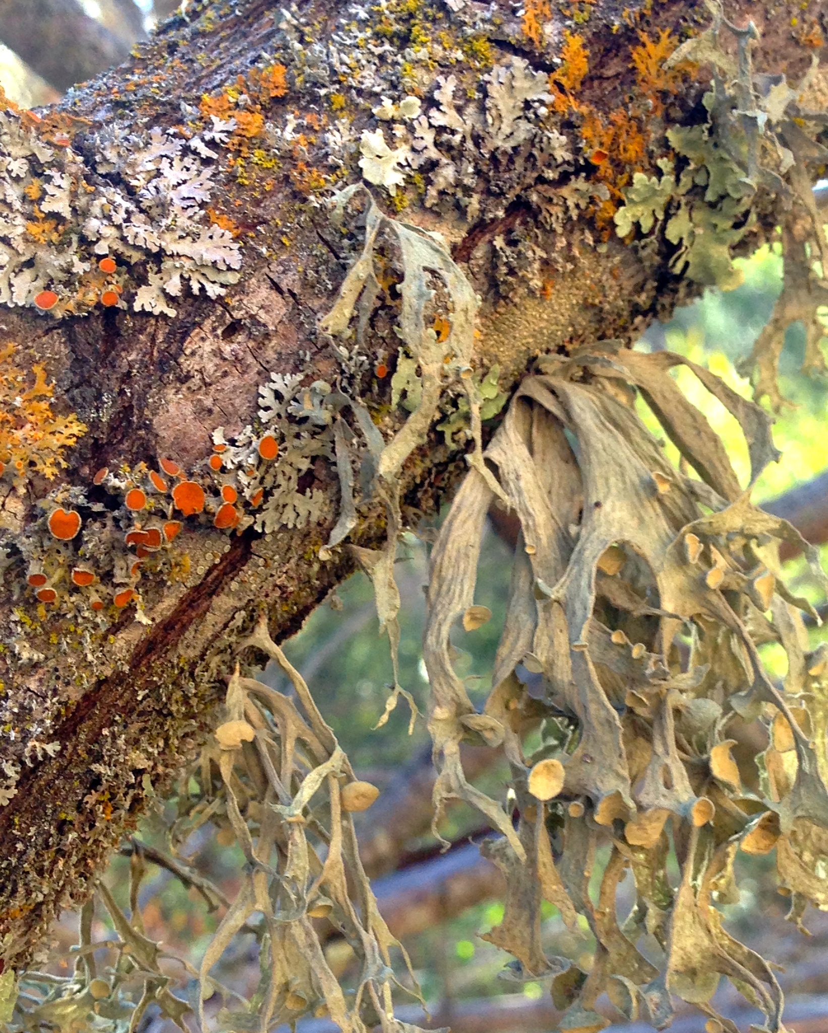 Ramalina leptocarpha image
