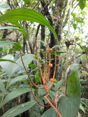 Chamaedorea costaricana