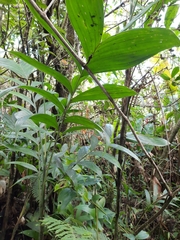 Chamaedorea costaricana