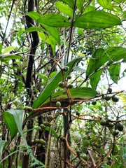 Chamaedorea costaricana