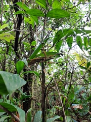 Chamaedorea costaricana