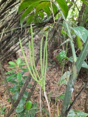 Chamaedorea costaricana
